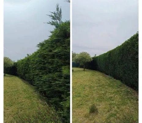 Haie de cyprès réduite et redressée — Bessancourt