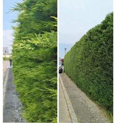 Avant et après la taille d'une haie de cyprès sur trottoir