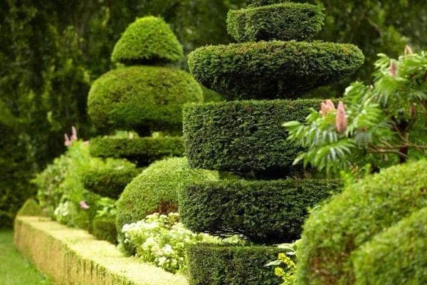 Taille de topiaires d'ifs — Marzy